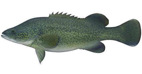 Murray Cod