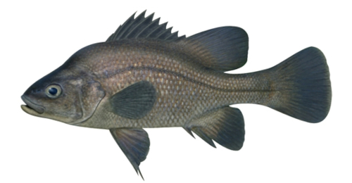 Macquarie Perch