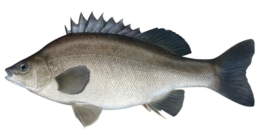 Silver Perch