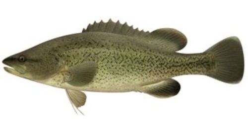 Trout Cod
